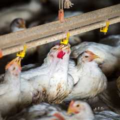 5 Circumstances of Chook Flu Reported in Colorado Poultry Staff, Doubling This 12 months’s US Tally